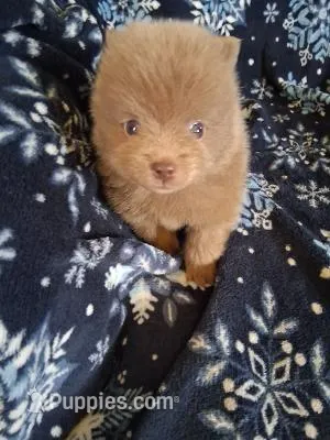 Duke – Pomeranian puppy for sale in Danville, KY