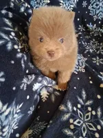 Duke, a male Pomeranian for sale in Danville, KY – Photo 1 of 5