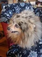 Duke, a male Pomeranian for sale in Danville, KY – Photo 5 of 5