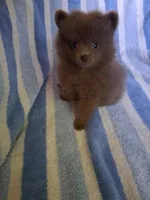 Smokey, a male Pomeranian for sale in Danville, KY – Photo 2 of 7