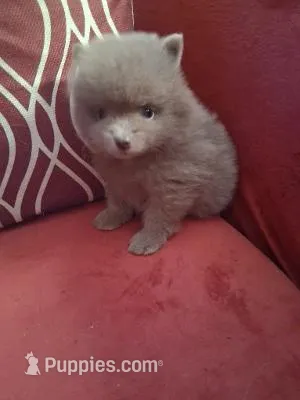 Duke – Pomeranian puppy for sale in Danville, KY