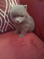 Smokey, a male Pomeranian for sale in Danville, KY – Photo 3 of 7