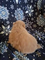 Duke, a male Pomeranian for sale in Danville, KY – Photo 2 of 5