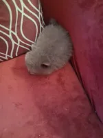 Smokey, a male Pomeranian for sale in Danville, KY – Photo 4 of 7