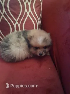 Maverick – Pomeranian puppy for sale in Danville, KY