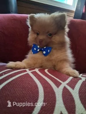 Charlie – Pomeranian puppy for sale in Danville, KY
