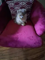 Smokey, a male Pomeranian for sale in Danville, KY – 5 of 7