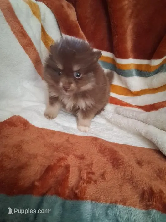 AKC Reba – Pomeranian puppy for sale in Danville, KY
