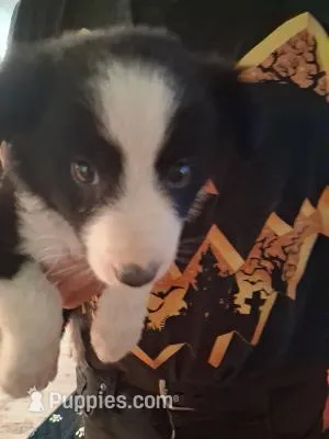 Luke – Border Collie puppy for sale in Danville, KY