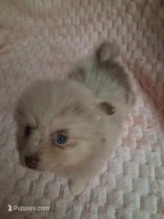 AKC Dolly – Pomeranian puppy for sale in Danville, KY