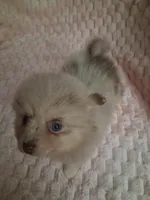 AKC Dolly, a female Pomeranian for sale in Danville, KY – 1 of 5