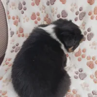 ABCA Jack, a male Border Collie for sale in Danville, KY – Photo 2 of 5