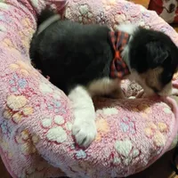 ABCA Jack, a male Border Collie for sale in Danville, KY – Photo 3 of 5