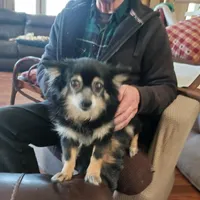 Smokey, a male Pomeranian for sale in Danville, KY – 6 of 7