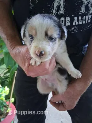 Sammy – Border Collie puppy for sale in Danville, KY
