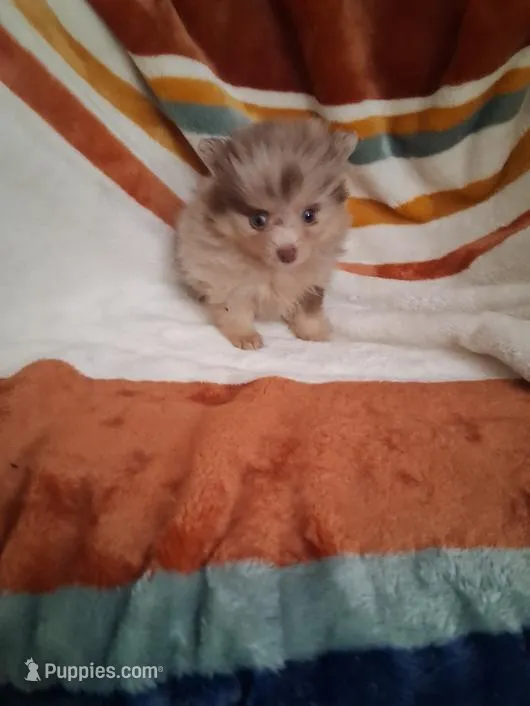 AKC Willie – Pomeranian puppy for sale in Danville, KY
