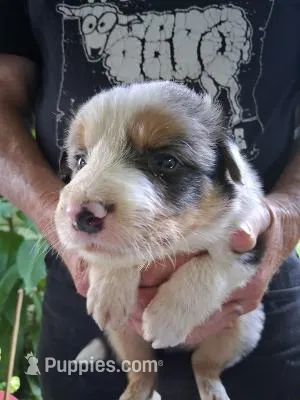 Jack – Border Collie puppy for sale in Danville, KY