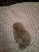 AKC Jolene, a female Pomeranian for sale in Danville, KY – 2 of 5