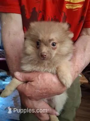 Charlie – Pomeranian puppy for sale in Danville, KY