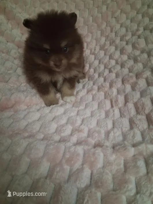 AKC Reba – Pomeranian puppy for sale in Danville, KY