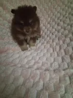 AKC Reba, a female Pomeranian for sale in Danville, KY – 1 of 5