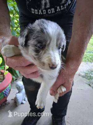 Kenny – Border Collie puppy for sale in Danville, KY