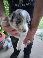Kenny, a male Border Collie for sale in Danville, KY – 1 of 4