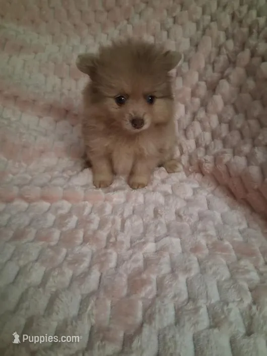 AKC Jolene – Pomeranian puppy for sale in Danville, KY