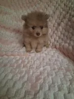 AKC Jolene, a female Pomeranian for sale in Danville, KY – 1 of 5
