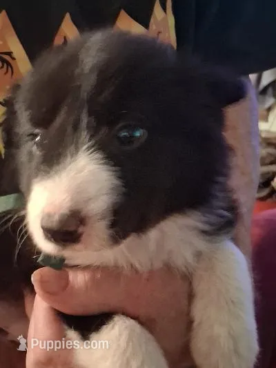 Buddy – Border Collie puppy for sale in Danville, KY