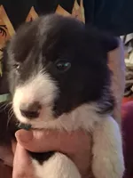 Buddy, a male Border Collie for sale in Danville, KY – 1 of 5