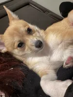 Zoé, a female Chihuahua and Pomeranian for sale in Lynn, MA – 8 of 10