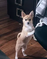 Zoé, a female Chihuahua and Pomeranian for sale in Lynn, MA – 4 of 10