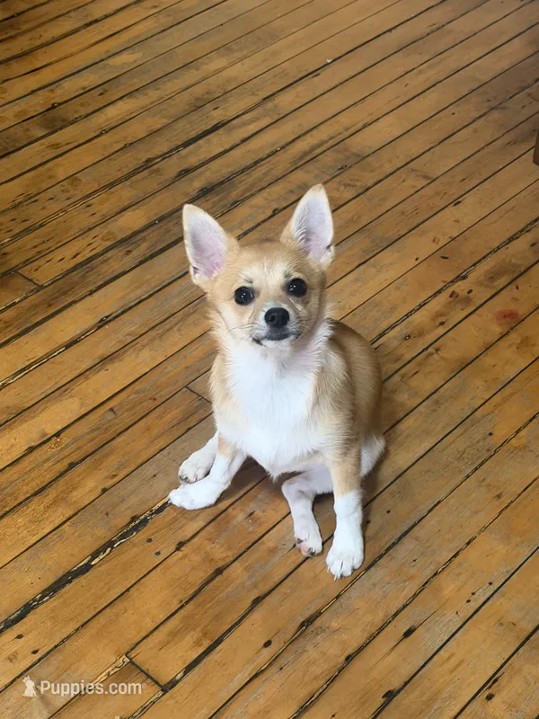 Zoé – Chihuahua, Pomeranian puppy for sale in Lynn, MA