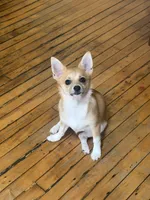 Zoé, a female Chihuahua and Pomeranian for sale in Lynn, MA – 1 of 10