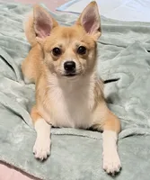 Zoé, a female Chihuahua and Pomeranian for sale in Lynn, MA – 6 of 10