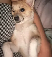 Zoé, a female Chihuahua and Pomeranian for sale in Lynn, MA – 10 of 10