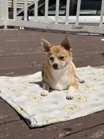 Zoé, a female Chihuahua and Pomeranian for sale in Lynn, MA – 2 of 10