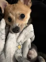 Zoé, a female Chihuahua and Pomeranian for sale in Lynn, MA – 3 of 10
