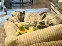 Alley, a female Bernedoodle for sale in Murray, KY – 2 of 3