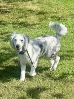 Alley, a female Bernedoodle for sale in Murray, KY – 1 of 3