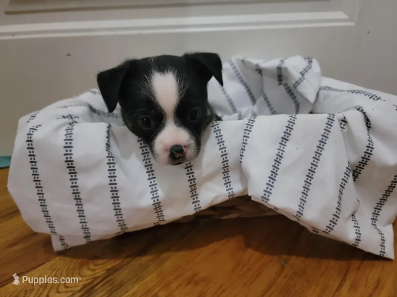 Chester, a female Boston Terrier for sale in Dutton, AL – Photo 1 of 1