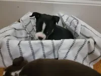 Paige , a female Boston Terrier for sale in Dutton, AL – Photo 1 of 2