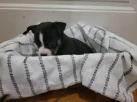 Paige , a female Boston Terrier for sale in Dutton, AL – Photo 2 of 2
