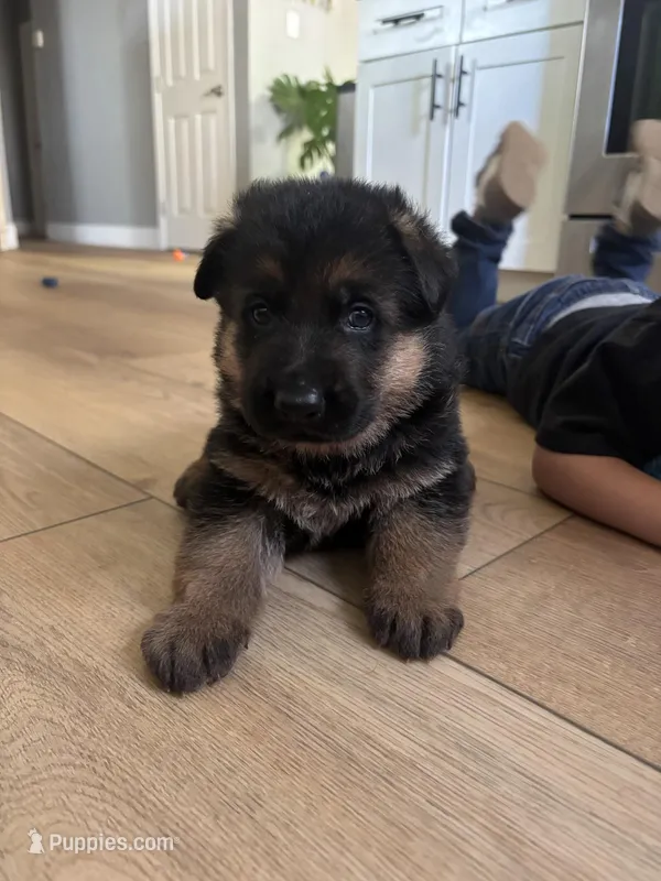 Zeus – German Shepherd Dog puppy for sale in Sacramento, CA