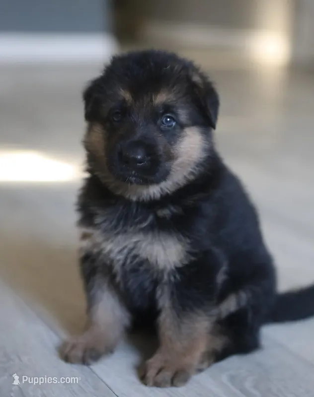 Bella  – German Shepherd Dog puppy for sale in Sacramento, CA