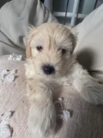 LOUIE, a male Maltipoo for sale in Suwanee, GA – 5 of 8