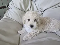 LEO / Best present for family, a male Maltipoo for sale in Suwanee, GA – 5 of 10