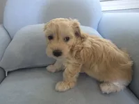 LOUIE, a male Maltipoo for sale in Suwanee, GA – 8 of 8