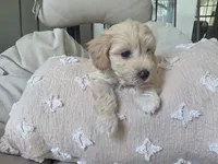 LOUIE, a male Maltipoo for sale in Suwanee, GA – 6 of 8
